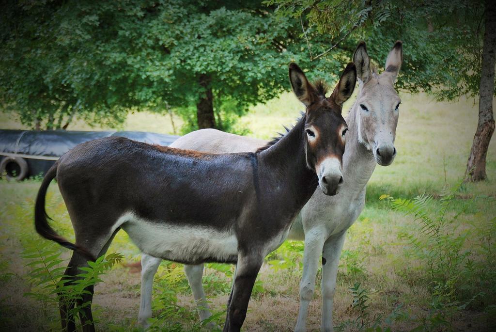 Le Fleix Manoir Du Bois Mignon Bed & Breakfast エクステリア 写真